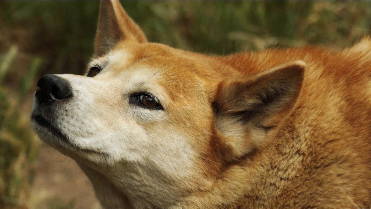 Dingo - The Ecosystem Engineer in Australia.