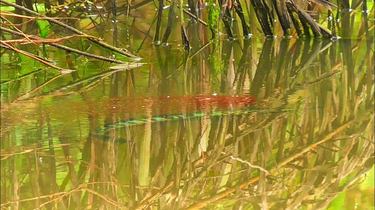Pemandangan LANGKA ! Melihat dengan jelas MONSTER TOMAN mengasuh anak saat mancing ikan gabus