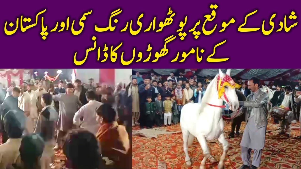 Pothwari Rang Sammi & Horse Dancing To The Rhythm Dhol | Pothwari Wedding Culture 2023
