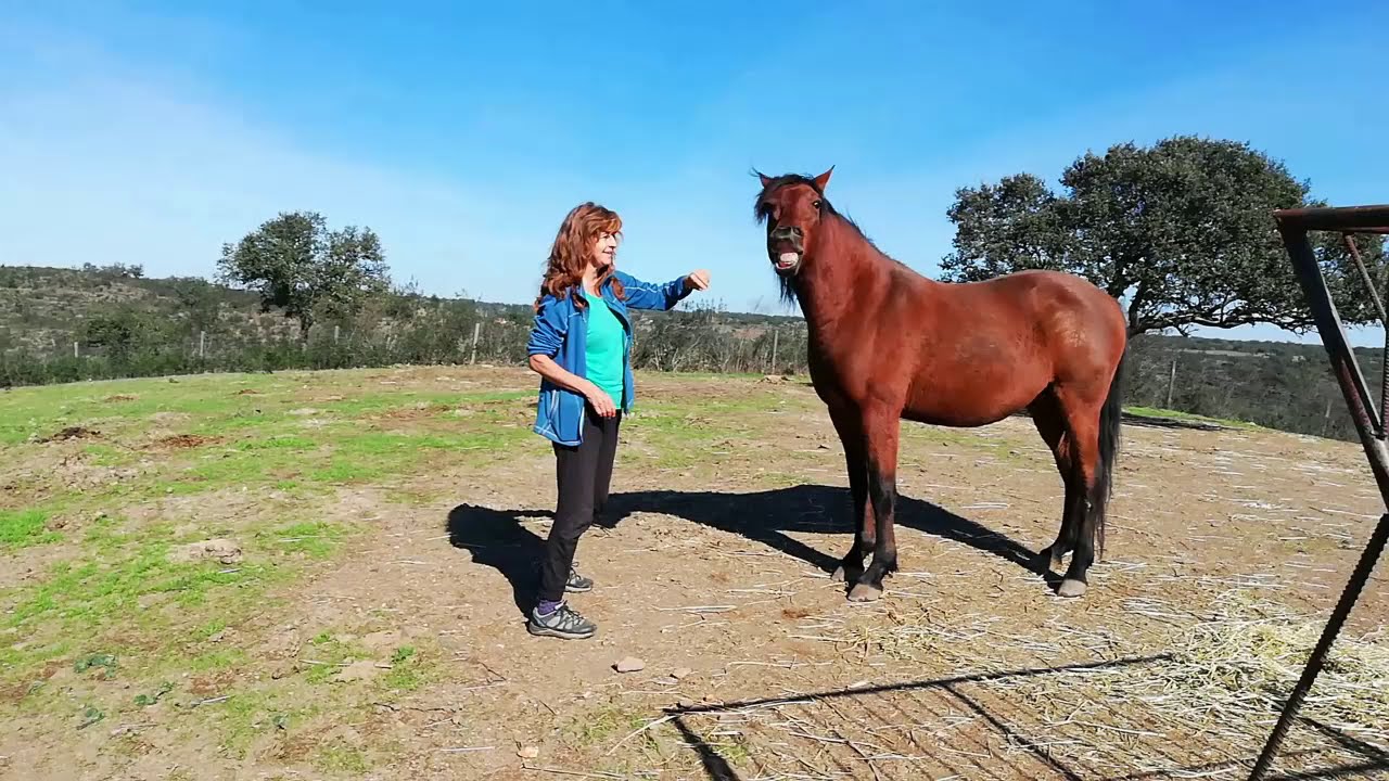 Good morning my friends. Horses in Portugal/Alentejo