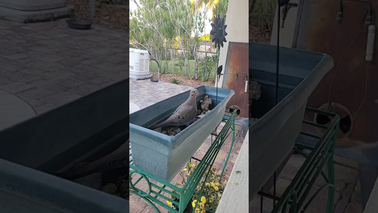 Feeding the birds! ‎⁨@casalambisco⁩  Please subscribe! 