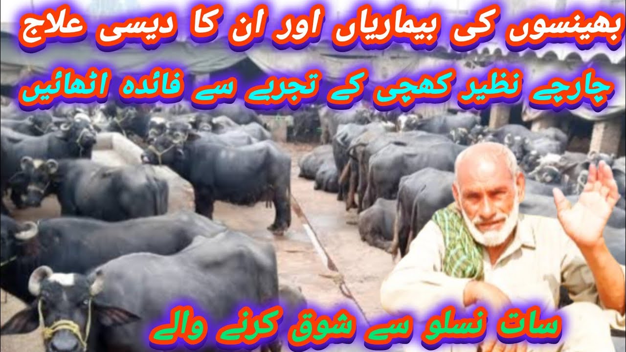Buffalo diseases and their treatment l Dairy farming problems and their solution
