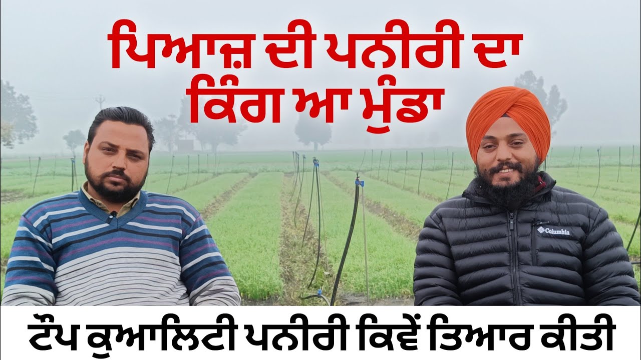 Onion Farming in Punjab।ਇੱਕ ਕਿੱਲੇ ਚ ਨਾਸਿਕ ਪਿਆਜ਼ ਦੀ ਸਪੈਸ਼ਲ ਪਨੀਰੀ ਤਿਆਰ ਕਰੀ ਬੈਠਾ। #onion #nursery #top