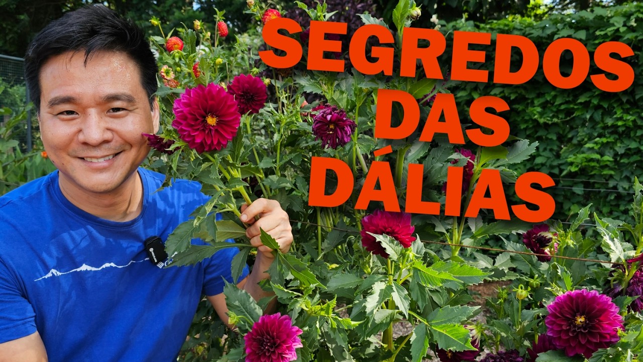 D&aacute;lias - Aprenda a cultivar