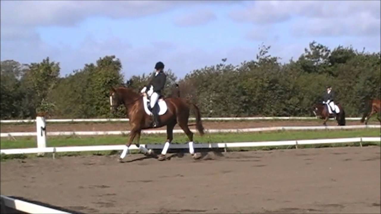 Vestervang's Donna Diega - Nordthy Rideklub - LC1 dressur