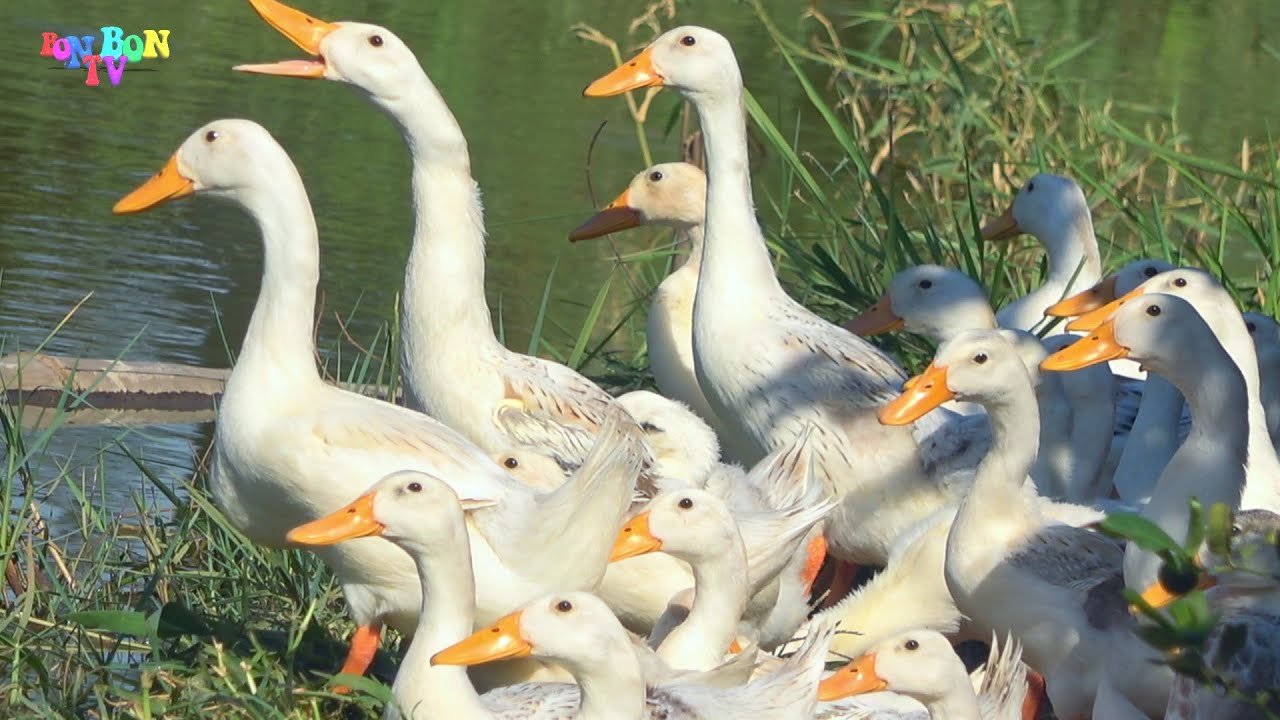 Một con vịt, Ch&aacute;u l&ecirc;n ba, Đi học về - Ca nhạc thiếu nhi hay cho b&eacute;