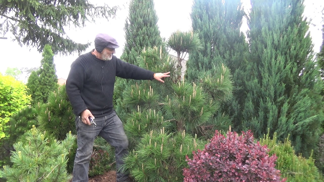 Jak zrobić Bonsai z sosny?