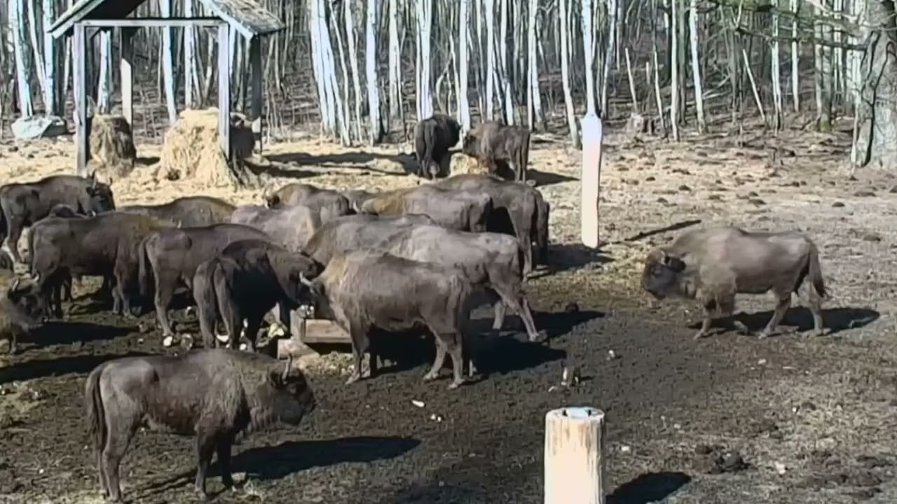 W porze południa na polanie pojawiło sie duże stado żubrów 10.03.2026 r