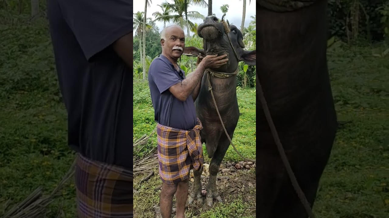 പത്തുമാസം കൊണ്ട് പൊത്തിനുണ്ടായ മാറ്റം കണ്ടോ |Murrah Buffalo Farming