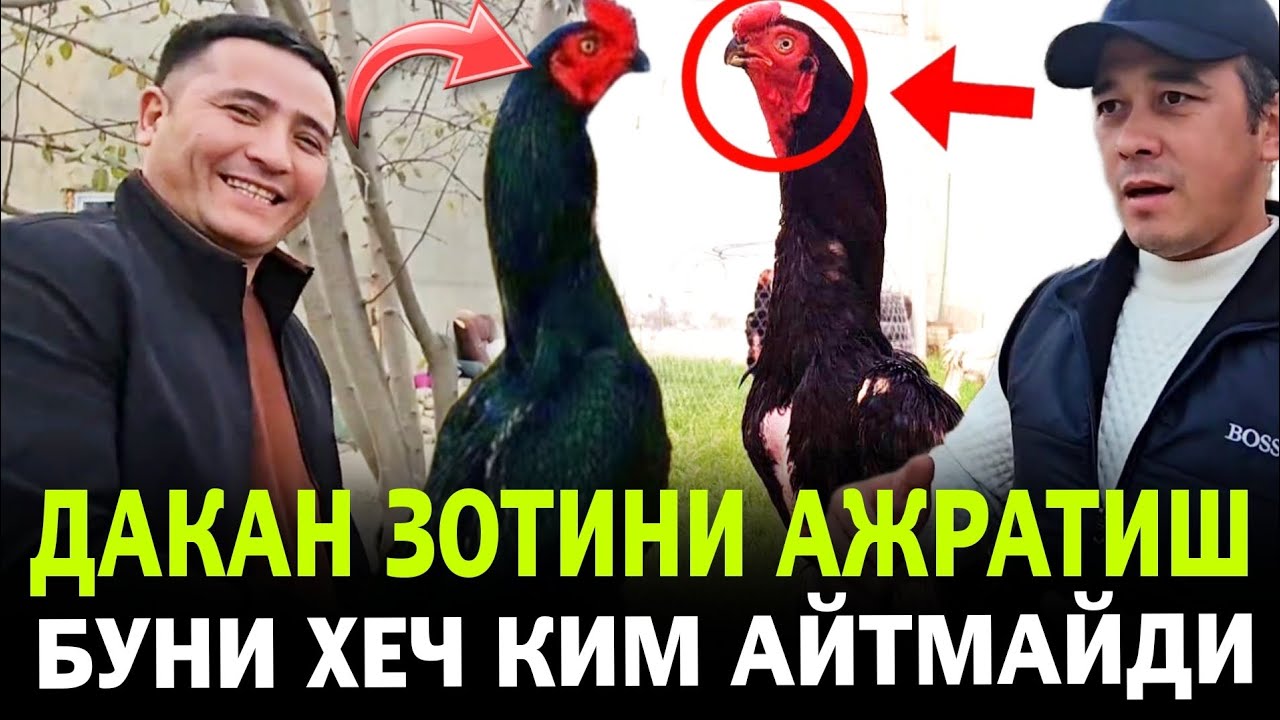 ПАРВОЗЛАР АНЧА МУНЧАСИ БИЛМАЙДИГАН СИРНИ ОЧДИМ. ДАКАНДИ ОЁГИГА КАРАБ КАНДАЙ ТЕПИШИГАЧА БИЛИШ СИРЛАРИ