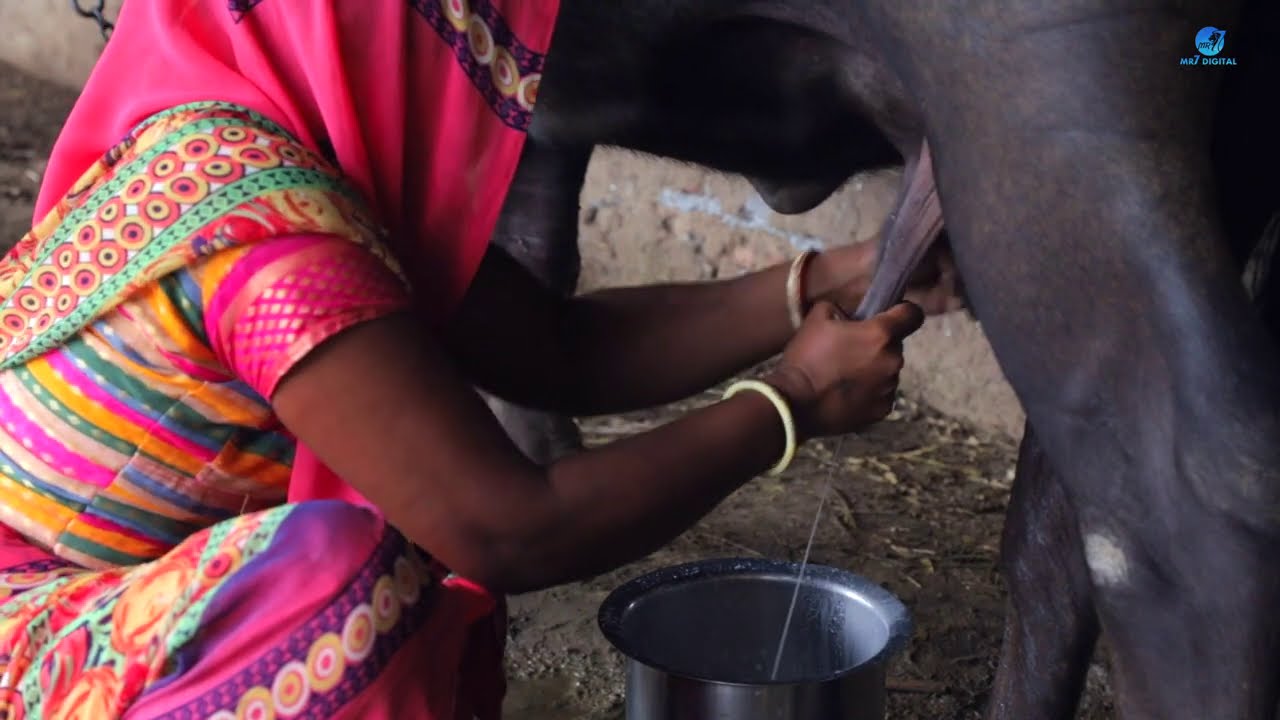 Buffalo Milking ||  Indian Women Buffalo Milking  By Hand || Indian Village Life Vlog
