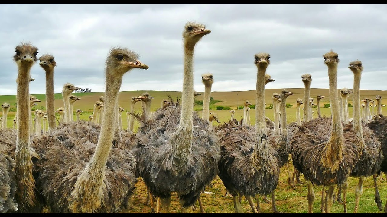 Ostrich farm دراسة جدوى مشروع تربية وتسمين النعام 2025 بالأرقام