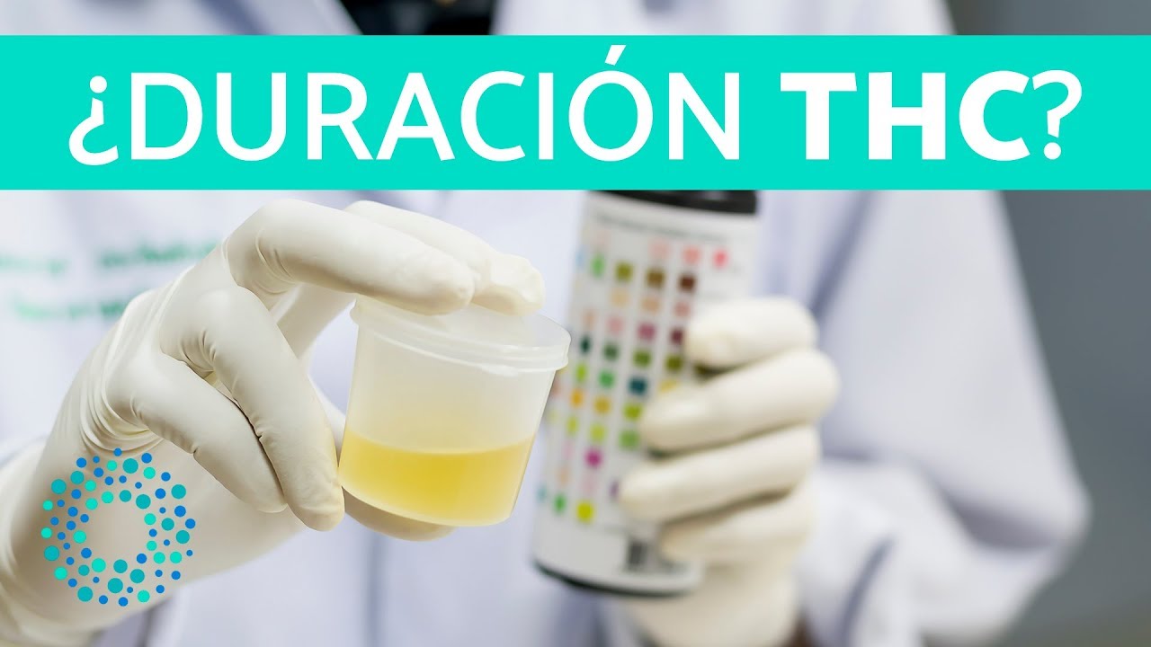 &iquest;CU&Aacute;NTO DURA EL THC EN LA ORINA Y LA SANGRE?