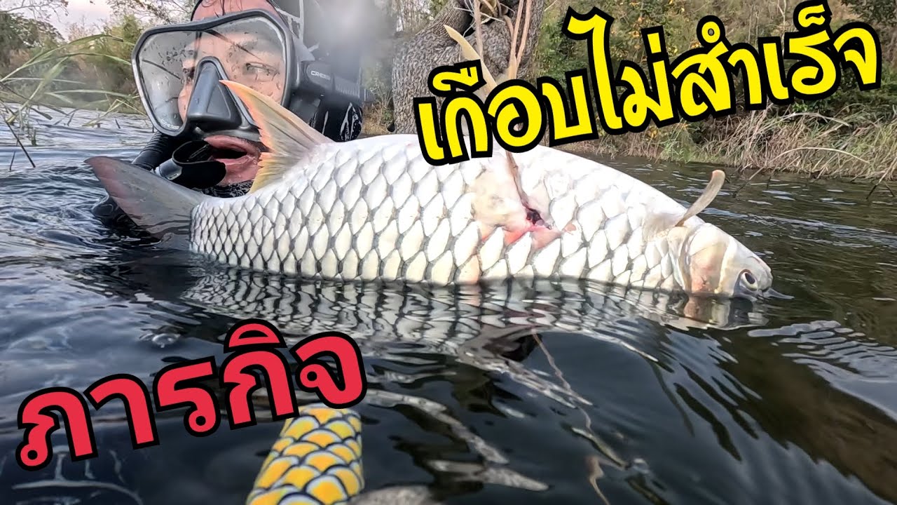 ดำน้ำยิงปลา ตามหาปลาตะเพียน
