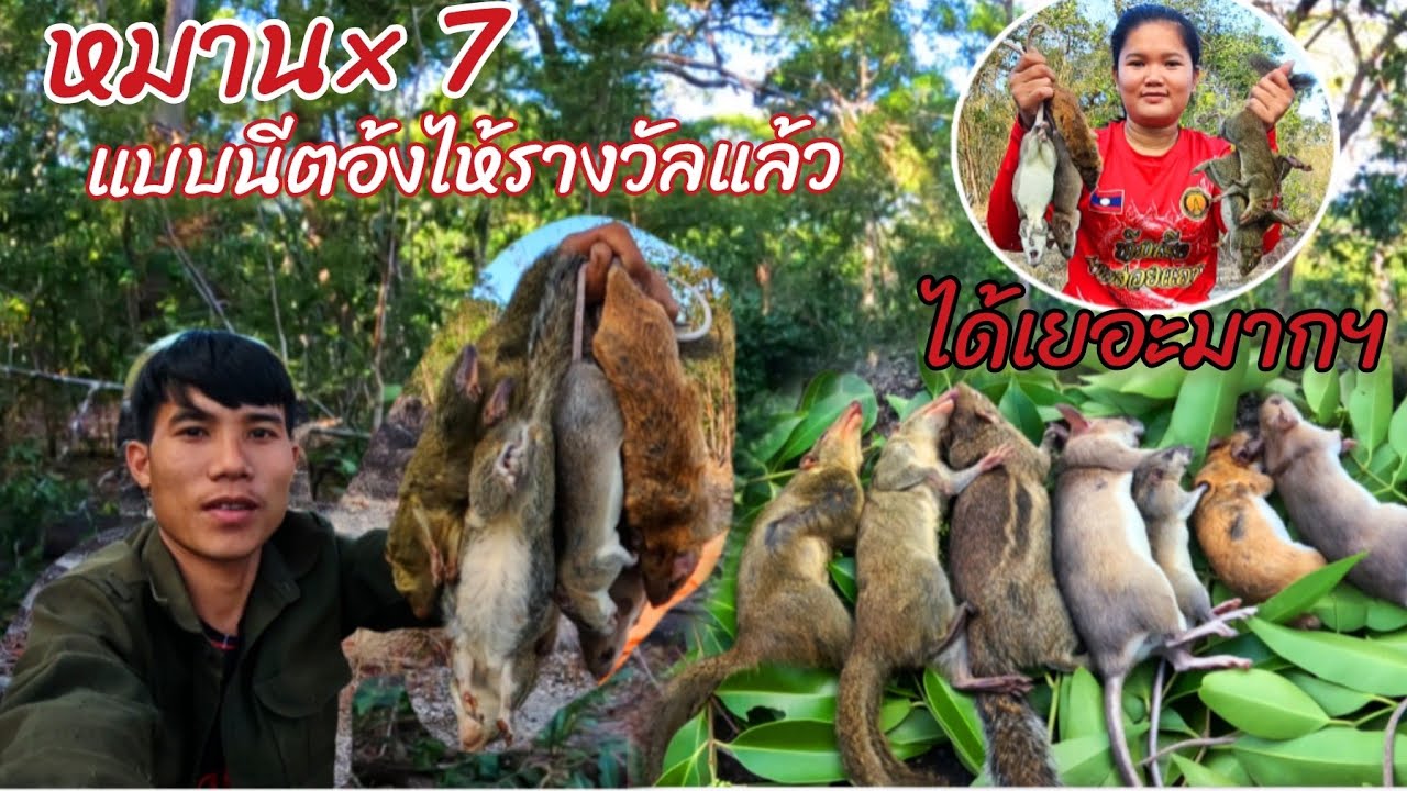 16 ธันวาคม ค.ศ. 2025อยามกับดักหนูได้เยอะมากๆ//ຍາມກັບດັກຫນູໄດ້ຫລາຍຄັກ