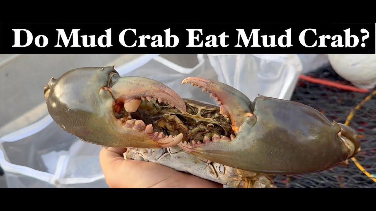 Does using Mud Crab As Bait Work?