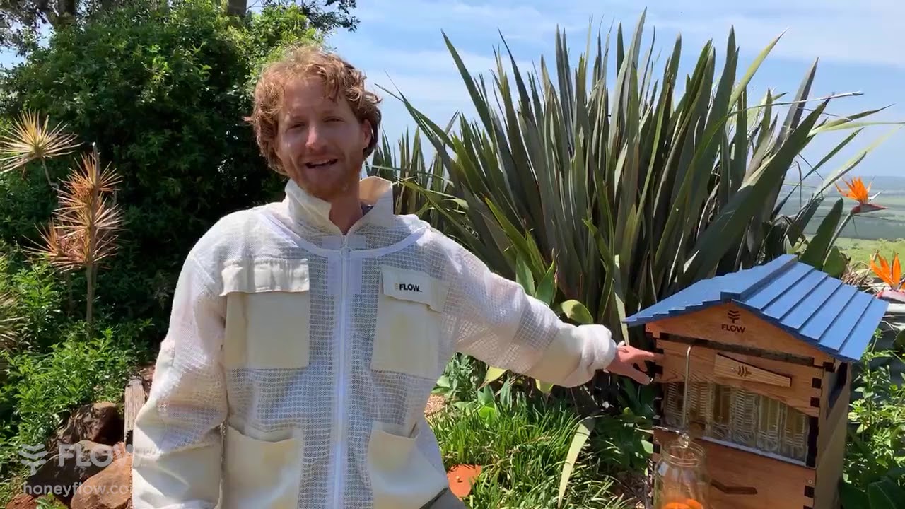 How to harvest your Flow Hive 2 🐝🍯 [LIVE]