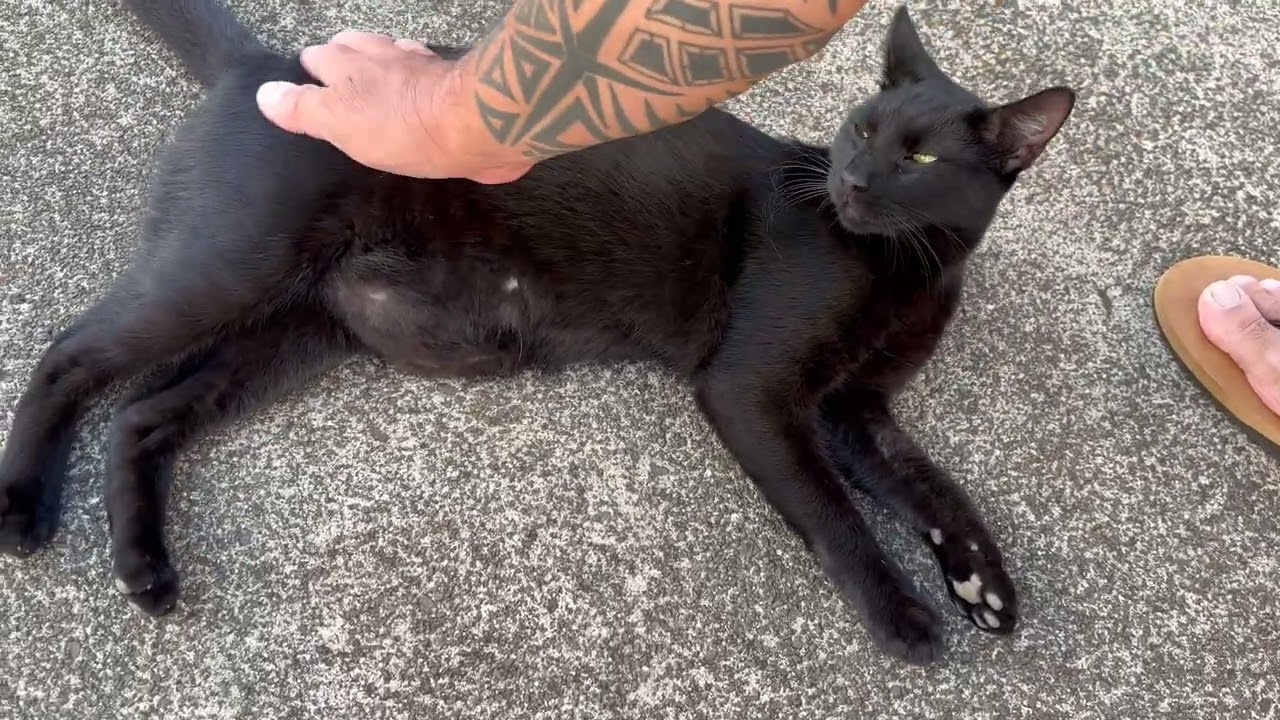 Cat Videos for Cats or People | Cutest Kitty Cats | Cute Cat Family | September 17, 2025