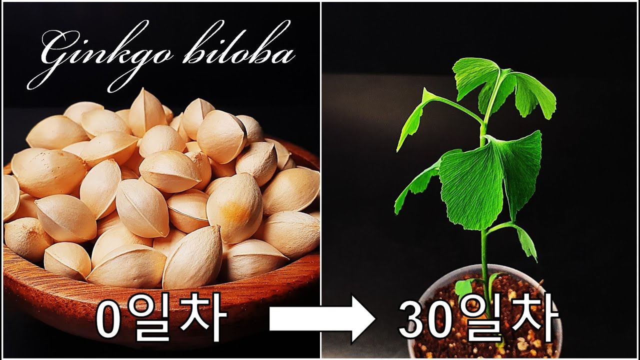 은행나무 키우기｜은행 발아 싹 틔우기｜How to grow #13 Ginkgo