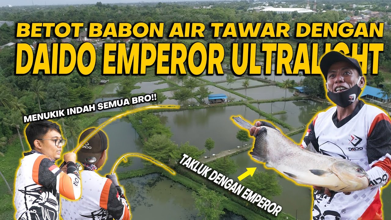 DAIDO EMPEROR DIPAKSA NGEBETOT BABON PREDATOR AIR TAWAR! INI MANCING UL APA MANCING BADAG?