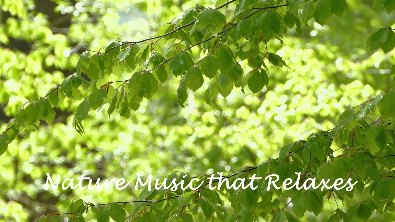 prime morning Relaxing Music Meditation music relaxation Sounds of relaxed nature