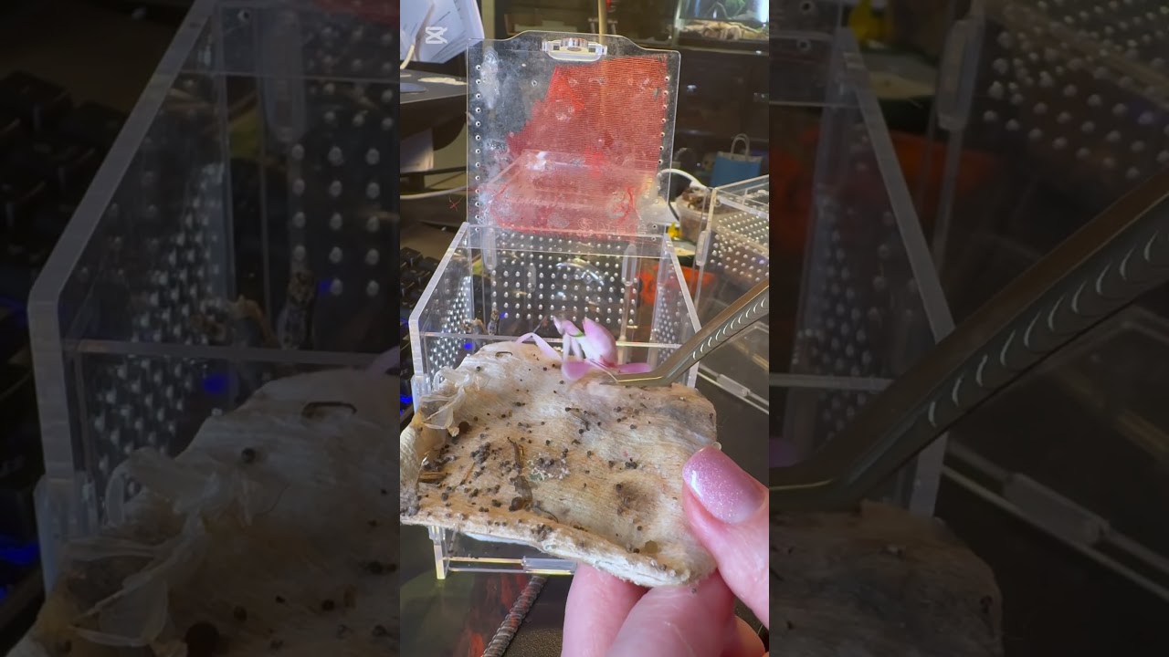 Cleaning a mantis enclosure 