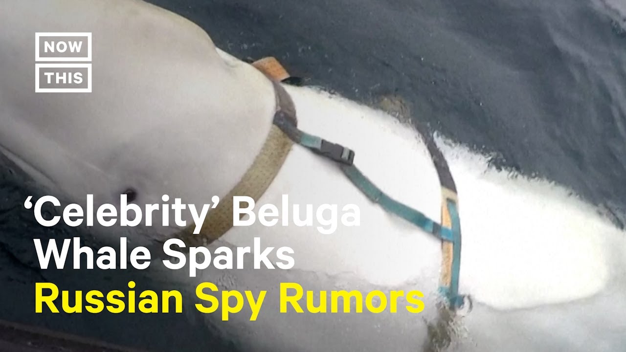 Some Say &lsquo;Celebrity' Beluga Whale Might Be a Russian Spy