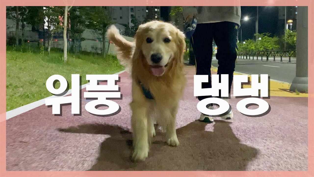 10만 유튜버 리트리버가 산책나가면 생기는 일 [Eng Sub]