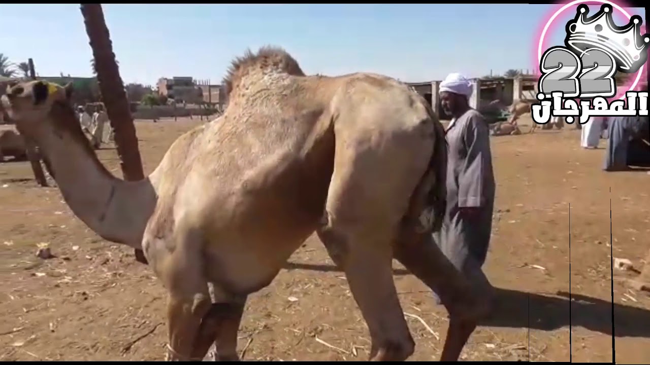 سوق السبت للجمال دراو أسوان