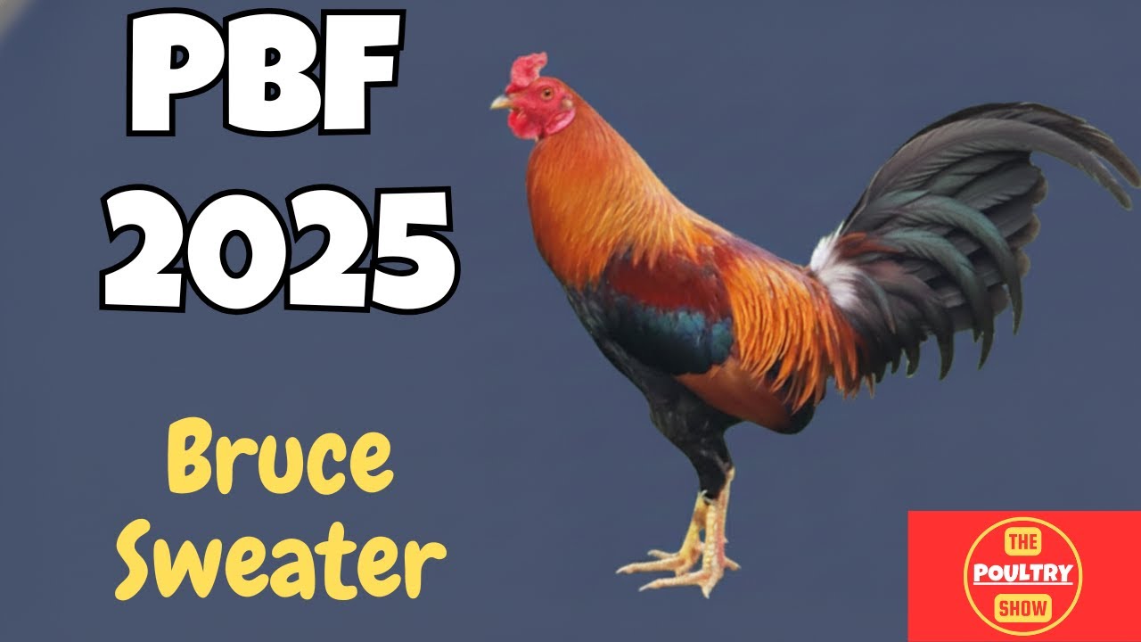 PBF 2025 | Darwin Torres | Jojo Gatlabayan