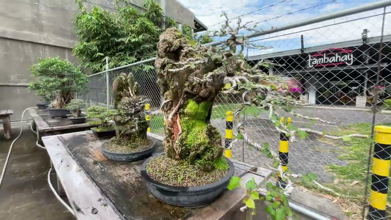 Bonsai sale Nueva Ecija