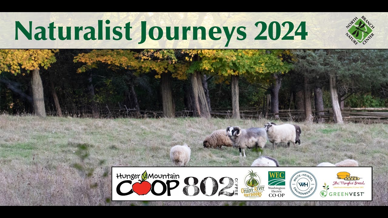 Wool Rugs, Grazing Sheep, and Climate Change with Kimberly Hagen - Naturalist Journeys 2024