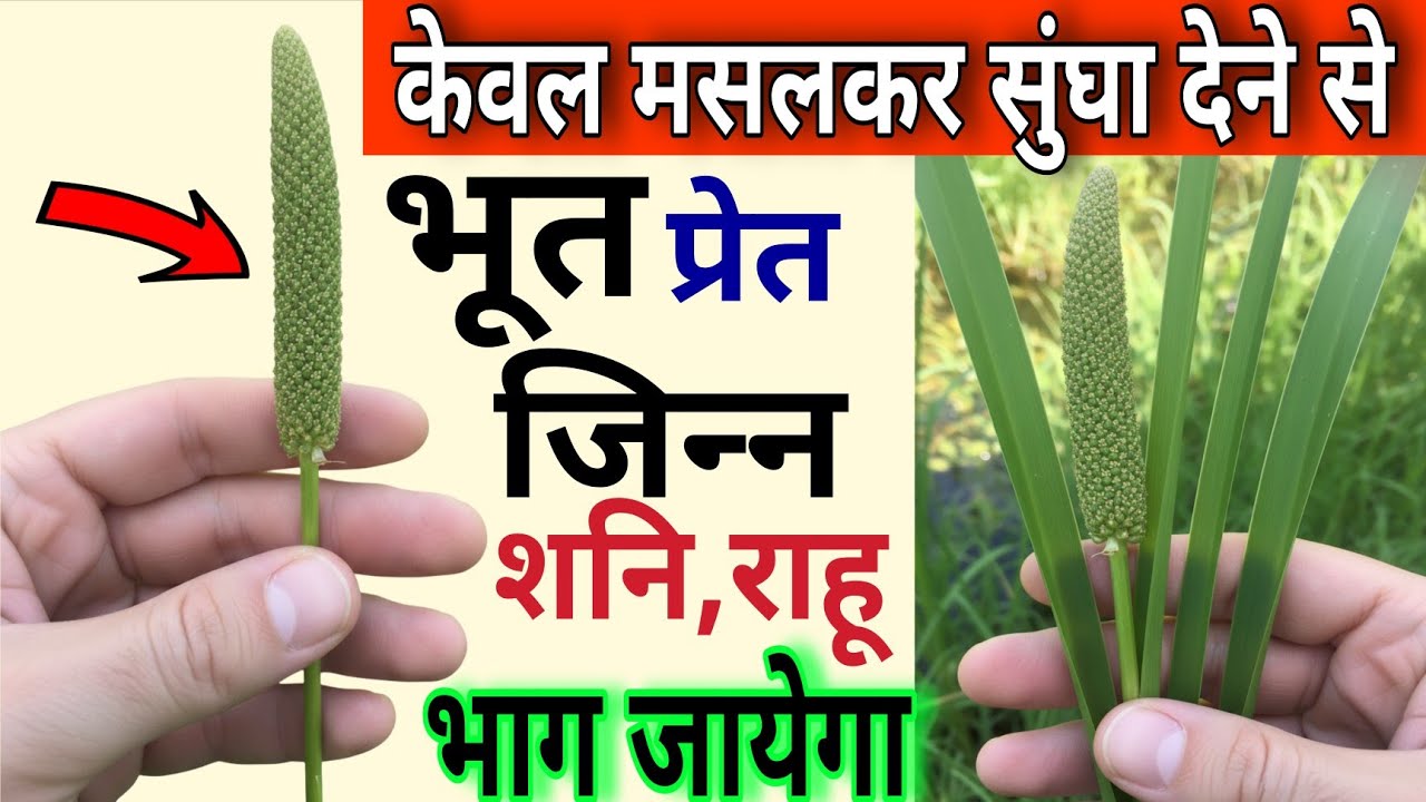 सिर्फ एक बूंद रस नाक में टपका देना, भूत प्रेत, जिन्न, काली शक्ति दुम बनाकर भाग जायेगा//