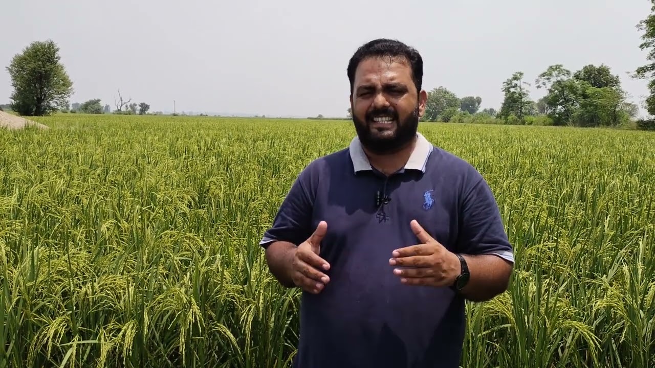 Rice Yield Booster by Syngenta.           #Syngenta