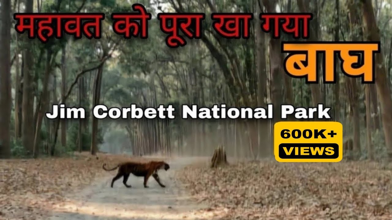 STRICT WARNING ⚠️- उस बाघ की Territory में कोई नही जाएगा - Order by Forest Department -1983 DHIKALA