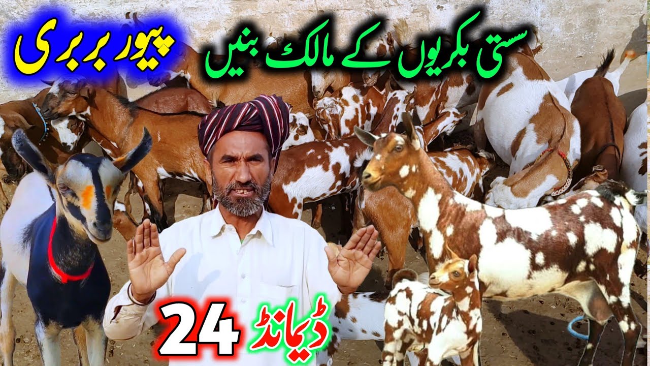 Pure barbari bakriyon ky malak banay goat farming business Pakistan 20 January 2025
