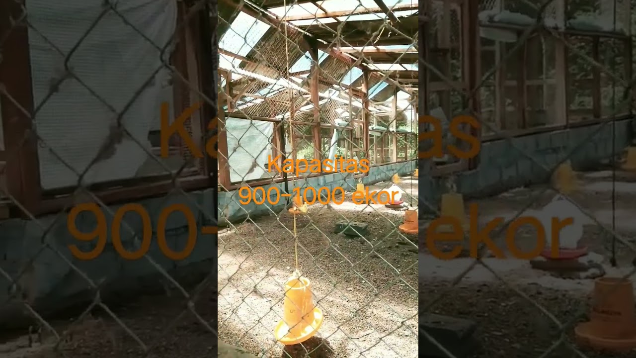 Kandang ayam  kampung sederhana kapasitas 1000 ekor #chickencoop  #kandangayamsederhana