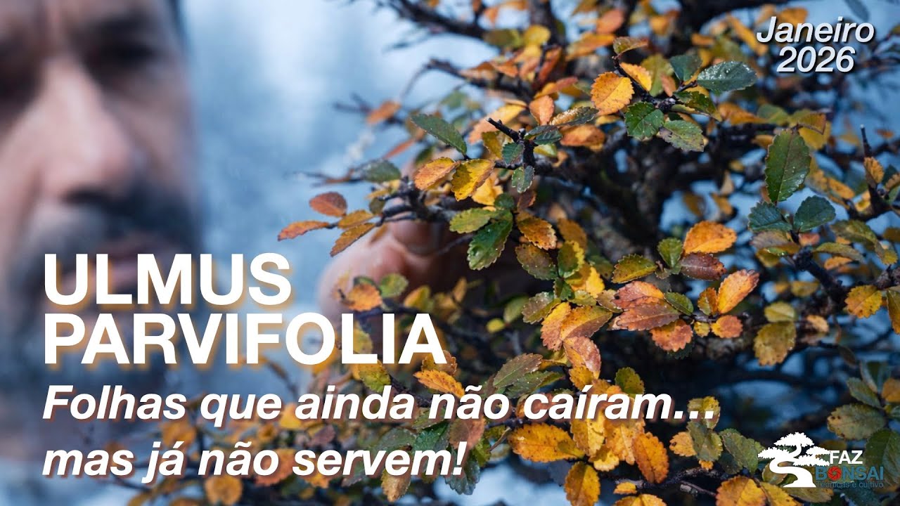 Ulmus Parvifolia - Estas folhas ainda não caíram... mas já não Serve!
