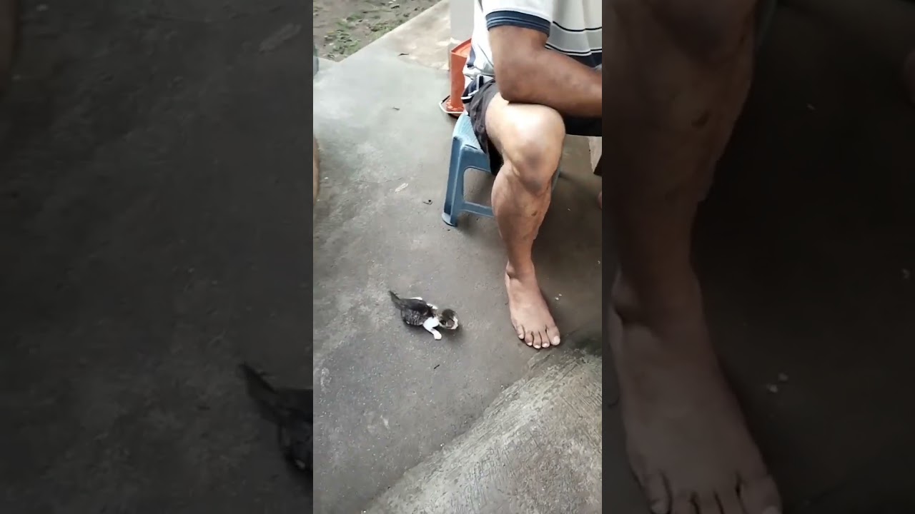 ഒരാഴ്ച മാത്രം പ്രായമുള്ള പൂച്ചക്കുഞ്ഞ്.....