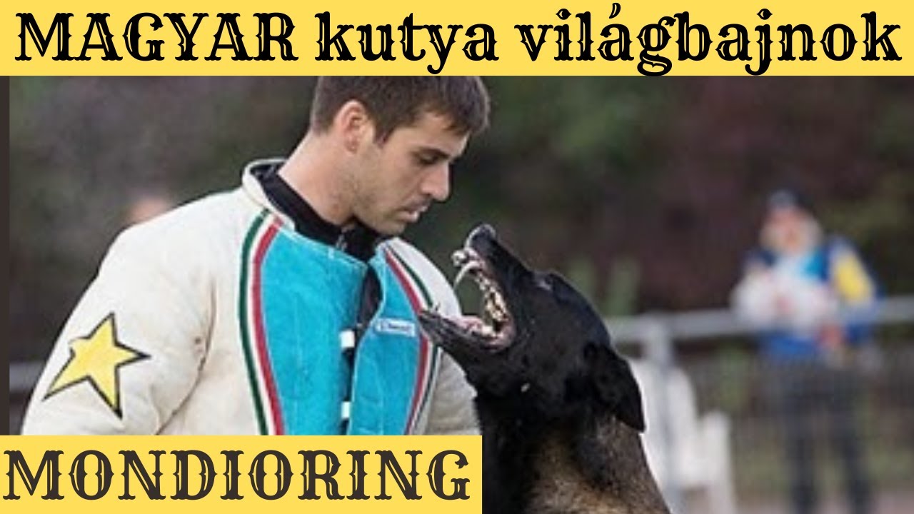 Világbajnok magyar tenyésztésű kutya! A legkeményebb kutyás sportban!