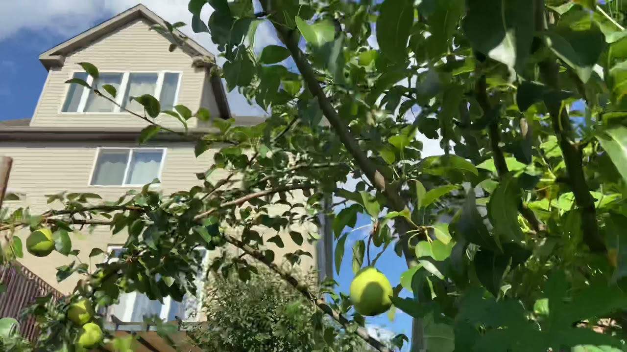 Organic pears