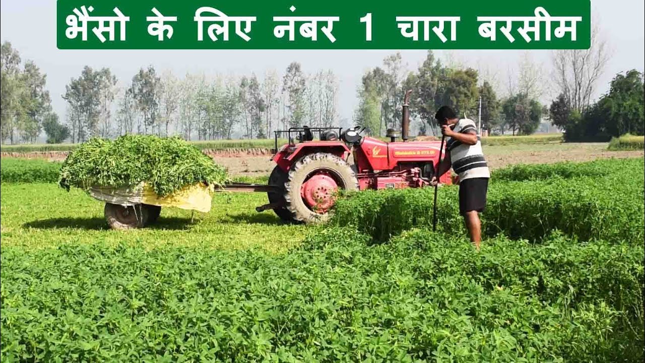 भैंसो के लिए नंबर 1 चारा बरसीम | बरसीम की खेती | Benefits of Barseem grass cultivation for buffalo
