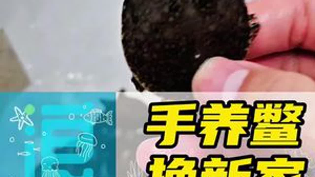 小甲鱼换新家~这也算个百鳖缸吧 给它们换个底滤缸，看看能不能抗住这些能吃能拉的小鳖崽子 百鳖缸 甲鱼苗 龟宠时代