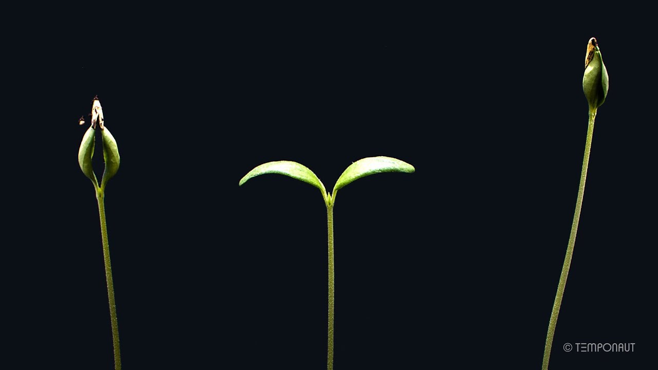 Melon Seeds Germination and Growth Timelapse