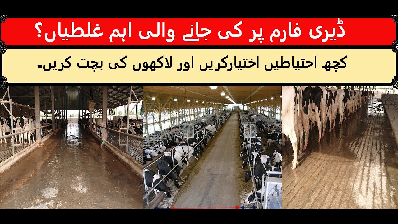 GENERAL MANAGEMENT WORKS ON DAIRY FARM || HRM DAIRIES || Dr.Sajid