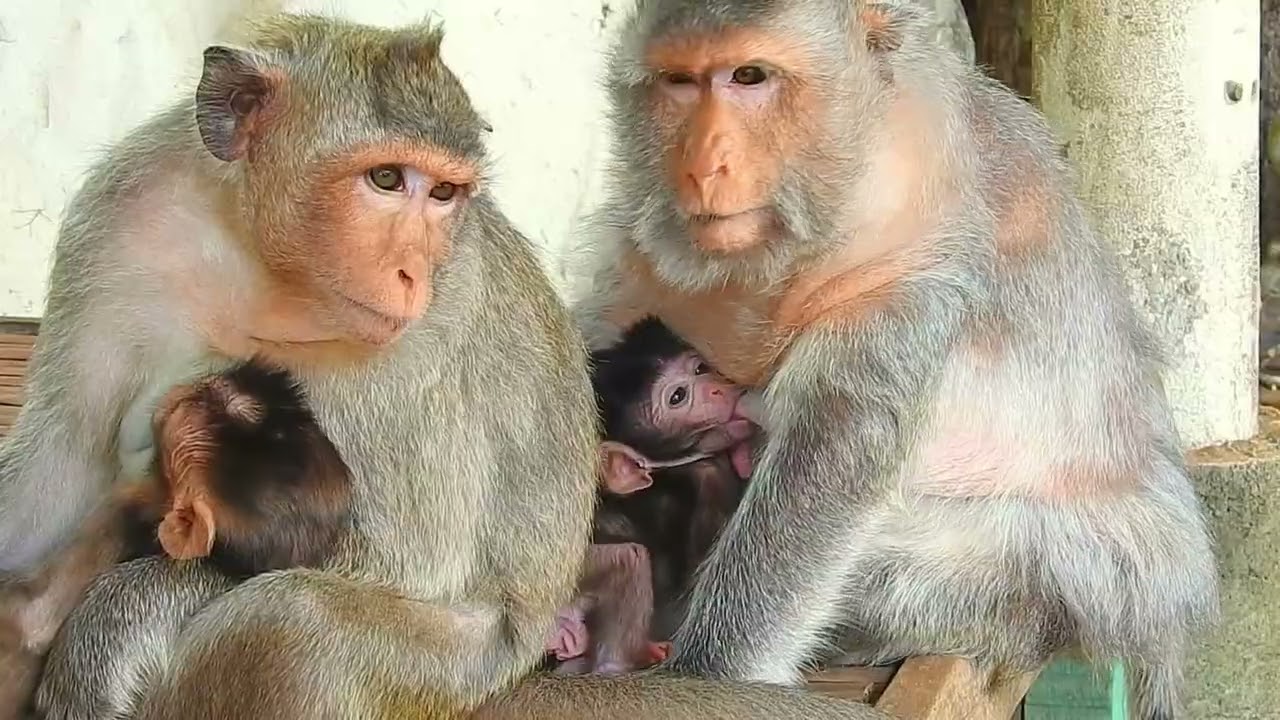 Adorable Baby Monkey Feeding Time with Mother ❤️