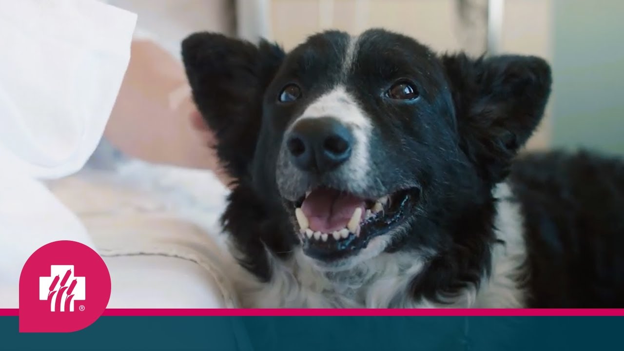 Pet Therapy: Pet &lsquo;therapists&rsquo; provide love, compassion and a listening ear