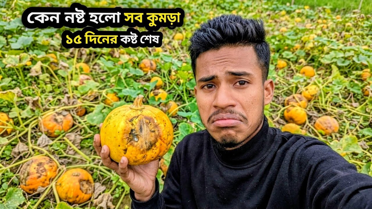 কেন নষ্ট হচ্ছে সব কুমড়া? 🥹 বাগান দেখে মনটা খারাপ হয়ে গেল! ✨ Rakib Vai vlog Bd 🎃