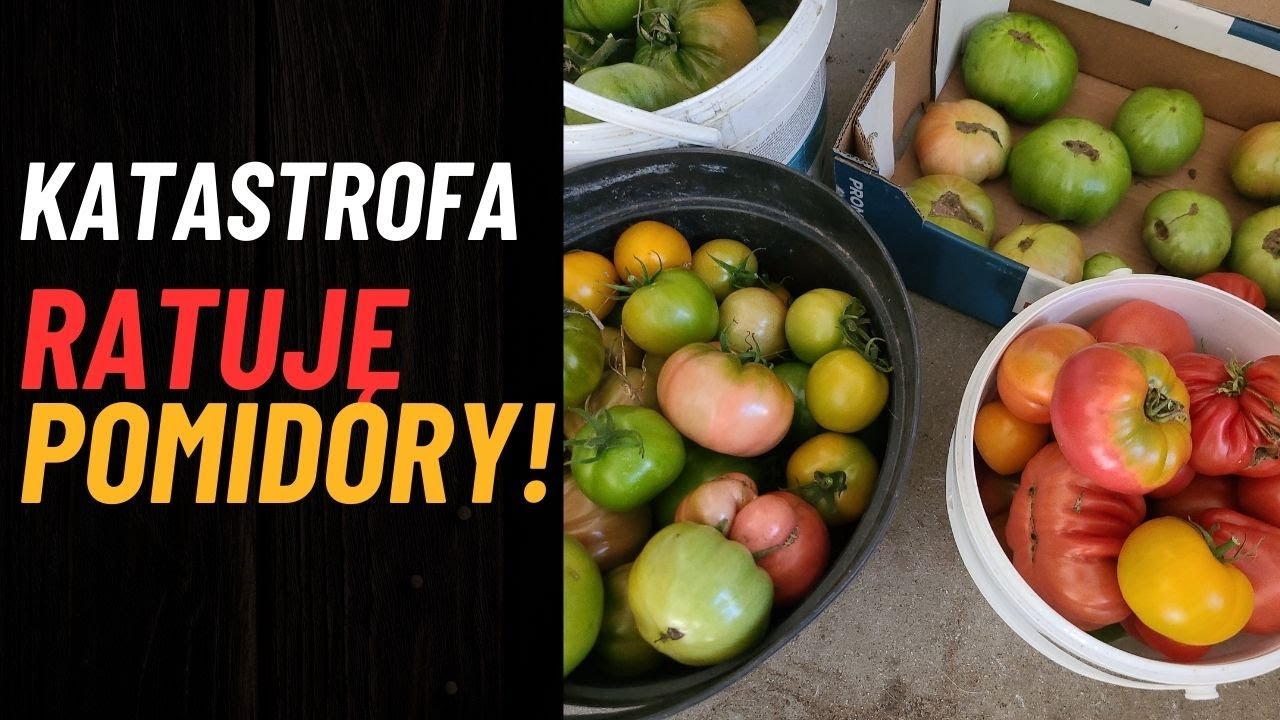 Zaraza ziemniaczana niszczy pomidory – zrywam, żeby ratować plon!