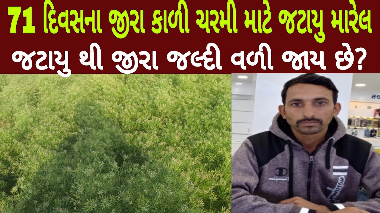 71 દિવસના જીરામાં કાળી ચરમી માટે જટાયુ મારેલ , કોરોમંડલના જટાયુ થી જીરામાં ઘણો બધો ડીફરન્સ આવ્યો